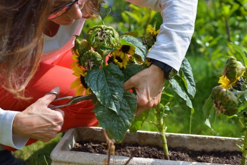 Professional landscaping in Hayes with garden structure and seasonal planting